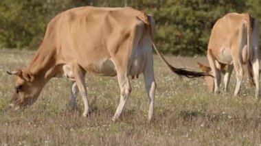 İki inek sakin, pitoresk bir tarlada rahat bir şekilde otluyor, tarım hayatının dingin güzelliğini sergiliyor.