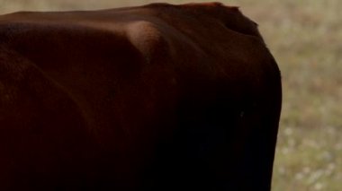 Kahverengi bir ineğin çarpıcı yakın çekimi, huzurlu bir otlakta pürüzsüz kürkünün altını çiziyor.