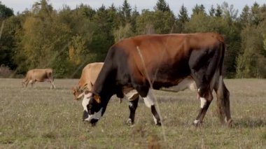 Huzurlu ve huzurlu bir manzara uzak arkaplanda ağaçlarla yemyeşil bir çayırda ineklerin otladığını gösteriyor.