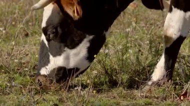 Parlak güneşli bir manzarada yemyeşil otlarla beslenen bir ineğin detaylı görüntüsü.