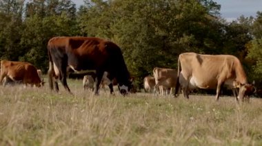 Güzel ve sakin bir manzara, berrak mavi gökyüzünün altında yemyeşil bir tarlada yavaşça otlayan inekleri gösteriyor.