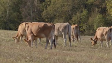 Huzurlu ve sakin bir manzara, hayat dolu yemyeşil bir alanda otlayan inekleri sergiliyor.