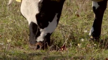 Yakından bakınca, yemyeşil çimlerin üzerinde otlayan bir ineği huzur içinde otlatan bir manzara.