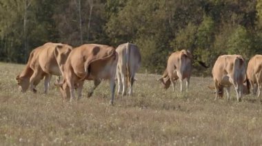 İnekler, uzun ve yapraklı ağaçlarla çevrili yemyeşil bir alanda huzur içinde otluyorlar.