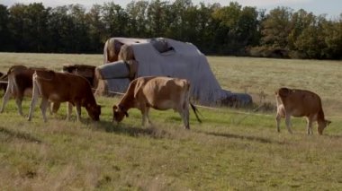 İnekler sakin, yemyeşil bir alanda huzur içinde otluyor. Arka planda eski, harap bir yapı var.