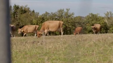 Huzurlu ve huzurlu bir manzarada, inekler canlı yeşil bir çayırda otluyor, uzun ağaçlarla çevrili.