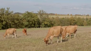 Durgun ve huzurlu bir manzara, açık mavi gökyüzünün altında ineklerin otladığı engin bir arazide.
