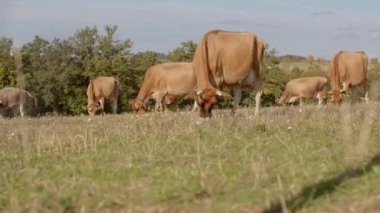Bir grup inek, berrak gökyüzü ve gün ışığıyla güzel, yemyeşil bir alanda huzur içinde otluyor.