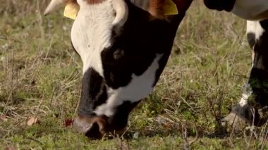 Sıcak güneşin altında, yemyeşil bir tarlada huzur içinde otlayan sevimli bir ineğin yakın plan çekimi.