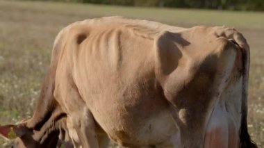 Doğal ışığın güzelliğiyle aydınlanan yemyeşil bir alanda huzur içinde otlayan sakin ve sakin bir inek.