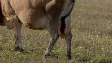 Bu, yemyeşil çayırlarda yaşayan bir ineğin detaylı ve canlı bir görüntüsü.