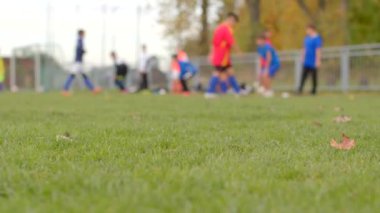 Canlı futbol antrenmanı için yeşil sulu çimenler canlı sonbahar yaprakları ve serin hava ile çimenli bir tarlada meydana gelir.