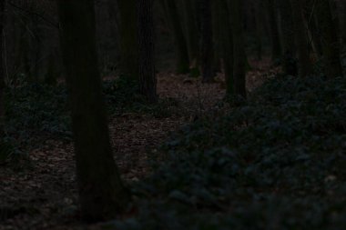 Yalnız bir insan karanlık ve gizemli bir ormanda gece saatlerinde gölgeler ve ağaçlarla çevrili bir şekilde dikkatli bir şekilde yürüyor.