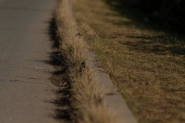 Çevresinde bol miktarda çimen büyüyen ve betonla doğal bir zıtlık yaratan bir kaldırım görüntüsü.