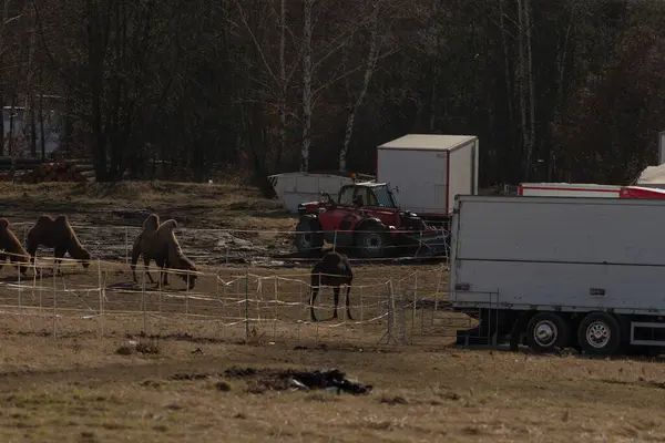 Develerden oluşan çeşitli bir grup, park halindeki bir karavanın yanındaki açık alanda huzur içinde otluyor ve benzersiz bir manzara yaratıyor.