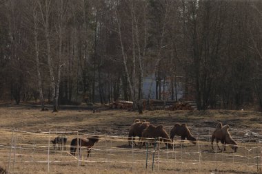 Büyük bir deve sürüsü huzurlu bir tarlada otluyor, yemyeşil ağaçlar arka plandaki manzarayı güzelce süslüyor.