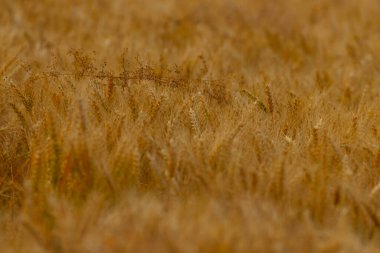 Tam olgunlaşmış ve doğru zamanda hasat edilmeye hazır engin bir altın buğday tarlasının detaylı bir görüntüsü.