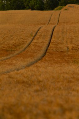 Geniş bir altın buğday tarlasının ortasında, bereketli, sallanan bitkilerin arasından geçen lastik izleri görülebilir.