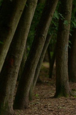 Uçsuz bucaksız ve sakin bir ormanda, güzel bir sıra ağaç ayakta duruyor, yaprakları yere saçılmış, resimsel bir manzara yaratıyor.
