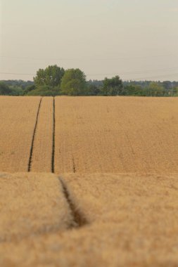 Geniş bir altın buğday tarlası uzanır, arka planda görkemli bir şekilde duran yemyeşil ağaçlarla, sakin bir manzara yaratır.