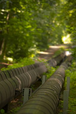 Çevredeki yemyeşil bitki örtüsüyle sarmalanmış, yemyeşil bir orman bölgesinden geçen geniş bir sıra boru var.