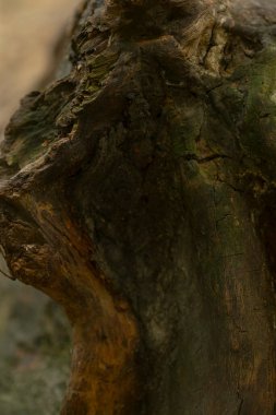 Bu ağaç kabuğunda yetişen yemyeşil yosunlarla süslenmiş desenli ağaç gövdesinin detaylı bir görüntüsü.