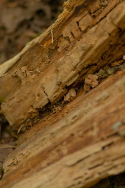 Bu, yerde yatan bir tahta parçasının detaylı yakın plan görüntüsü. Dokusunu ve doğal güzelliğini detaylı bir şekilde gösteriyor.