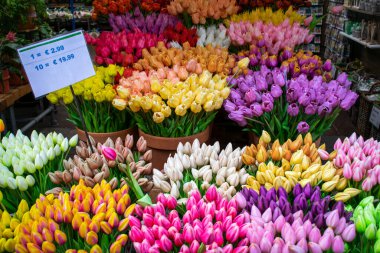 Hollanda, Amsterdam 'da lale satmak
