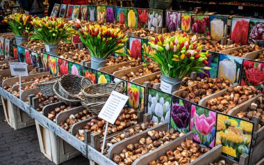 Amsterdam, Hollanda 'da lale tohumları ve çiçekler