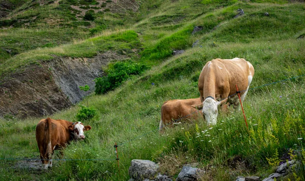 Mucche Pascolo Nei Prati Formigal Nei Pirenei Spagnoli — Foto Stock