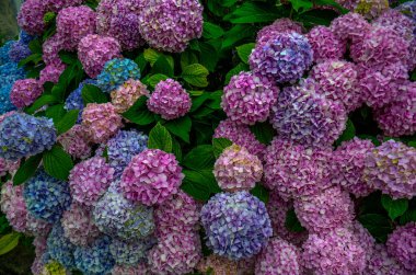 Hydrangea cinsi, genellikle ortanca olarak bilinen, güney ve doğu Asya ve Amerika kıtalarına özgü süs bitkilerini içerir..