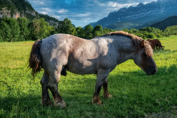 Stallion Horse Province Aragon — Stock Photo, Image