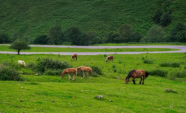 在绿色的草原上吃草的马 — 图库照片