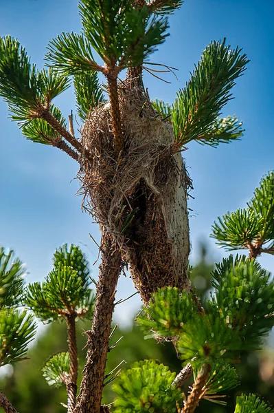 Prozessionsspinnen Nest Feld — Stockfoto