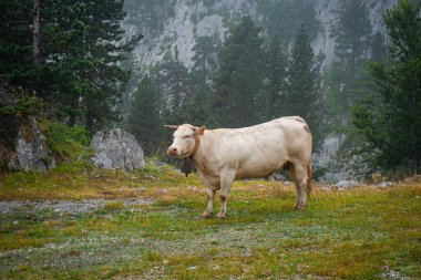 Navarrese Pireneleri, İspanya 'da Pyrenean inekleri