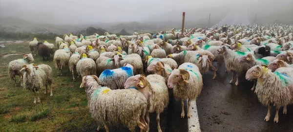 sheep on the French Pyrenees road