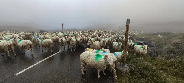 sheep on the French Pyrenees road