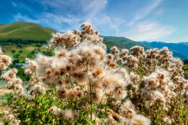 Cirsium arvense (cardo cundidor) es una planta de la familia de las asterceas.