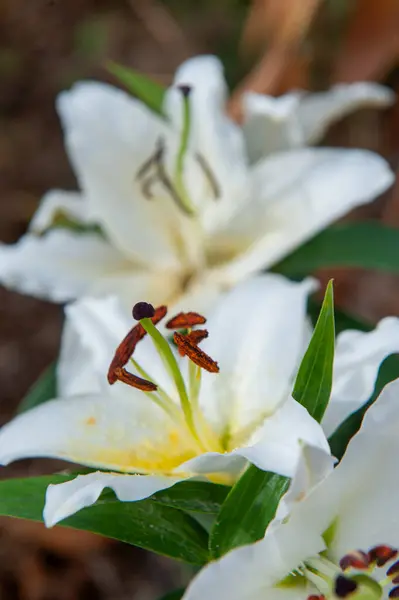 stock image Beautiful flower, Lily (Lilium) Premium Blond