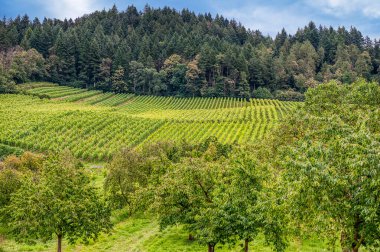 Kappelrodeck, Almanya 'da Baden-Wrttemberg eyaletinde yer alan bir şehirdir..