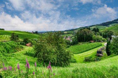 Sasbachwalden, Almanya 'da Baden-Wrttemberg eyaletinde yer alan bir şehirdir. Hornisgrinde Dağı 'nın batı yamacında yer alır.