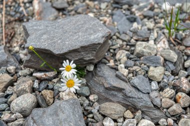 Papatya, Asteraceae familyasından bir bitki türü..