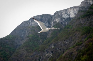 Laridler (Laridae), Charadriiformes familyasından bir kuş familyasıdır..