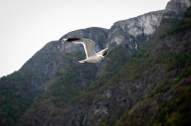 Laridler (Laridae), Charadriiformes familyasından bir kuş familyasıdır..