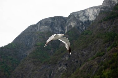 Laridler (Laridae), Charadriiformes familyasından bir kuş familyasıdır..