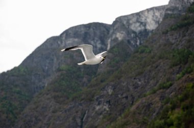 Laridler (Laridae), Charadriiformes familyasından bir kuş familyasıdır..