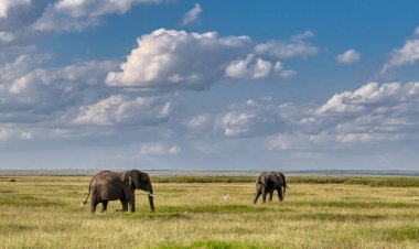 Kenya, Doğu Afrika 'da Hint Okyanusu kıyısında bir ülkedir..