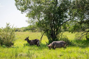 Kenya, Doğu Afrika 'da Hint Okyanusu kıyısında bir ülkedir..