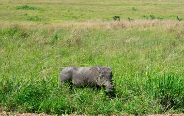 Kenya, Doğu Afrika 'da Hint Okyanusu kıyısında bir ülkedir..