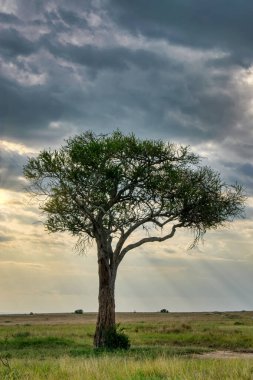 Kenya, Doğu Afrika 'da Hint Okyanusu kıyısında bir ülkedir..